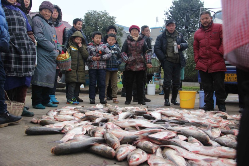 西何村喜分鱼年有余